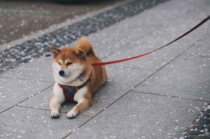 shiba